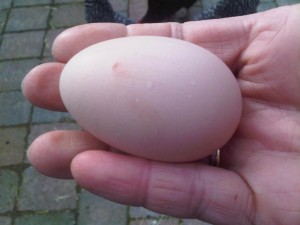 DominicanEgg