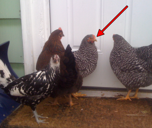 Hens