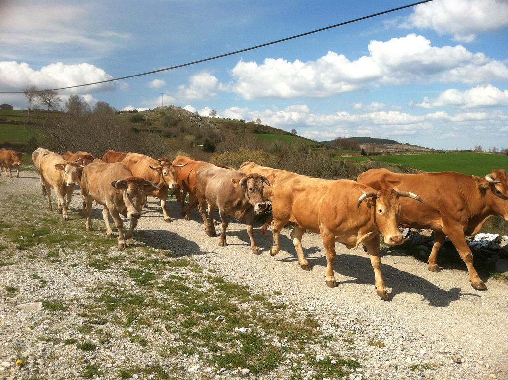 Cows on the Road! Hospital de la Condesa