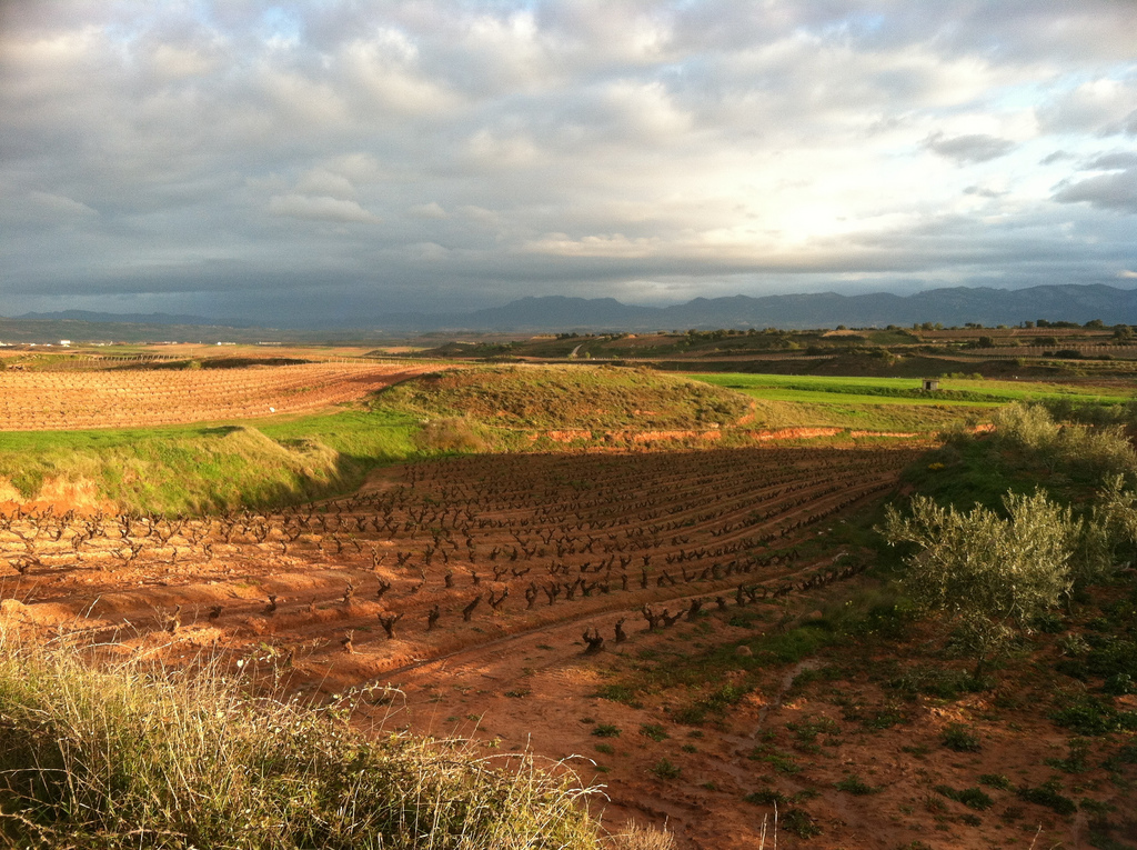 The Vineyards of La Rioja