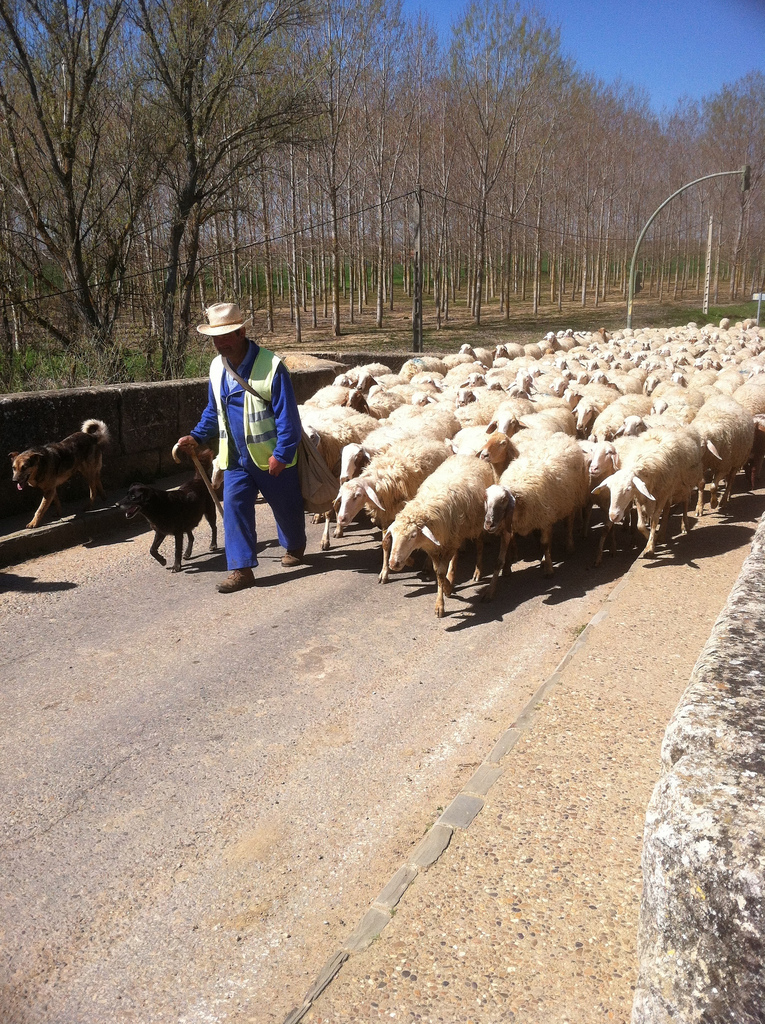 Sheep in Sahagún