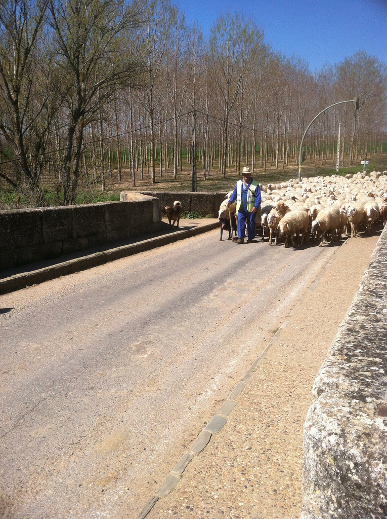 Sheep in Sahagún