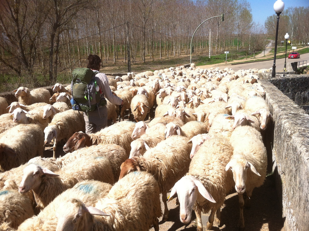 Santiago in a Sea of Sheep