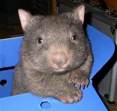wombat in a box 