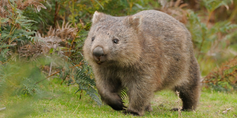 Common-Wombat.jpg