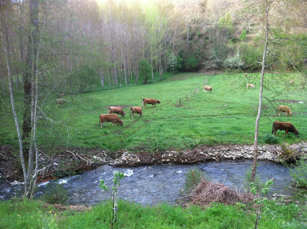 Cows with Cowbells. Francine was so enchanted with the sound, that she recorded it.