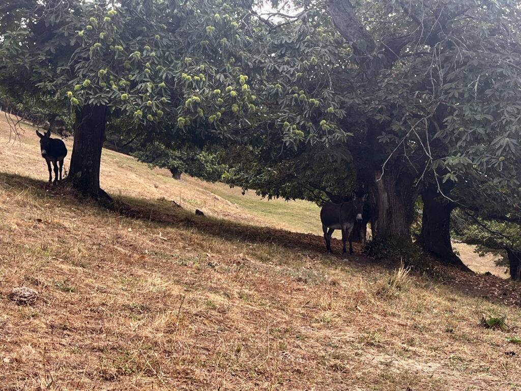 Camino Photo of the Day: a Pair of Donkeys – Pilgrims on the Way